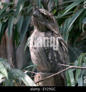 Australische Tawny Frogmouth (ein Strigoides), die Augen geöffnet Stockfoto