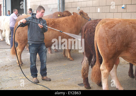 Royal Welsh Show, Powys, Wales, UK Juli 2015. Vieh wird abgespritzt und vor dem Schlafengehen Ausstellung vor den Richtern gewaschen.  Die Veranstaltung zieht mehr als 7.500 Vieh Einträge. Stockfoto