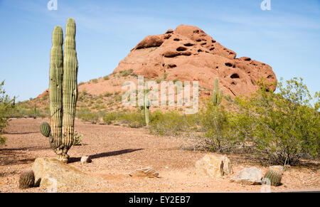 Arizona Wüste Landschaft roten Felsen Cactus kargen Landschaft Stockfoto