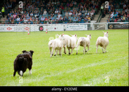 Llanelwedd,, Powys, UK. 20. Juli 2015. Sheepdog Trials statt in der Main-Ring am ersten Tag der Show. Die Royal Welsh Show wird als der größte & renommiertesten Veranstaltung ihrer Art in Europa gefeiert. Mehr als 200.000 Besucher erwartet diese Woche über die viertägige Show Zeitraum - 2014 sahen 237.694 Besucher, 1.033 Alpakas & ein Datensatz 7.959 Vieh Aussteller. Die erste show jemals war bei Aberystwyth in 1904 und zog 442 Vieh Einträge. Bildnachweis: Graham M. Lawrence/Alamy Live-Nachrichten. Stockfoto