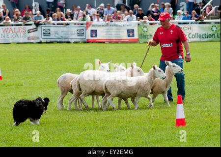 Llanelwedd,, Powys, UK. 20. Juli 2015. Sheepdog Trials statt in der Main-Ring am ersten Tag der Show. Die Royal Welsh Show wird als der größte & renommiertesten Veranstaltung ihrer Art in Europa gefeiert. Mehr als 200.000 Besucher erwartet diese Woche über die viertägige Show Zeitraum - 2014 sahen 237.694 Besucher, 1.033 Alpakas & ein Datensatz 7.959 Vieh Aussteller. Die erste show jemals war bei Aberystwyth in 1904 und zog 442 Vieh Einträge. Bildnachweis: Graham M. Lawrence/Alamy Live-Nachrichten. Stockfoto