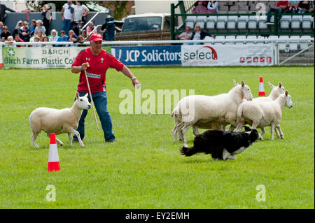 Llanelwedd,, Powys, UK. 20. Juli 2015. Sheepdog Trials statt in der Main-Ring am ersten Tag der Show. Die Royal Welsh Show wird als der größte & renommiertesten Veranstaltung ihrer Art in Europa gefeiert. Mehr als 200.000 Besucher erwartet diese Woche über die viertägige Show Zeitraum - 2014 sahen 237.694 Besucher, 1.033 Alpakas & ein Datensatz 7.959 Vieh Aussteller. Die erste show jemals war bei Aberystwyth in 1904 und zog 442 Vieh Einträge. Bildnachweis: Graham M. Lawrence/Alamy Live-Nachrichten. Stockfoto