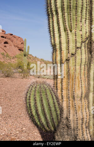 Arizona Wüste Landschaft roten Felsen Cactus kargen Landschaft Stockfoto