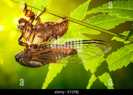 Zikade Metamorphose (lateinisch Cicadidae), letzte Häutung - die Verwandlung in einen Erwachsenen Insekt. Stockfoto