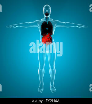 3D gerenderte Darstellung des männlichen Verdauungs- und Atemwege Stockfoto