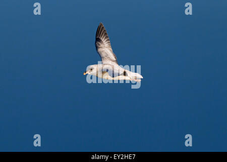 Nördlichen Fulmar / arktische Fulmar (Fulmarus Cyclopoida) im Flug über dem Meer Stockfoto