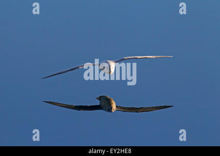 Nördlichen Fulmar / arktische Fulmar (Fulmarus Cyclopoida) gleiten über das Wasser des Meeres Stockfoto