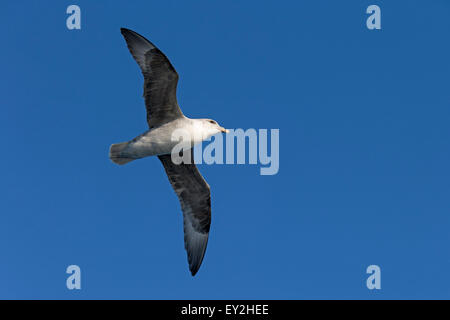 Nördlichen Fulmar / arktische Fulmar (Fulmarus Cyclopoida) im Flug gegen blauen Himmel Stockfoto