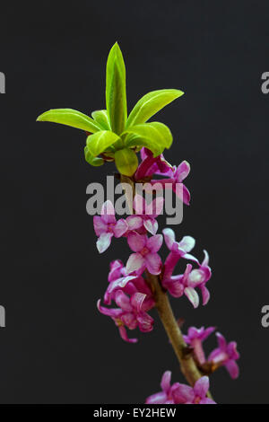 Februar Daphne / Seidelbast / Mezereum (Daphne Mezereum) in Blüte Stockfoto