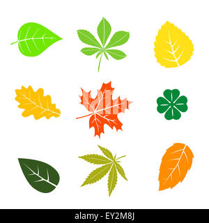 Buntes Herbstlaub auf weiß gesetzt Stockfoto