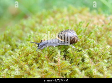 Eine baumgruppe Schnecke (Arianta arbustorum) kriecht über feuchtes Moos in nasse Eiche Holz läßt eine Spur der Schleim über Derwent Water im Lake District. Stockfoto