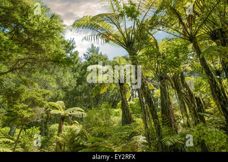 Tropischen Wald in der Nähe von Hahei, Coromandel Peninsula, Neuseeland Stockfoto