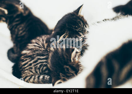 Winzigen gestreiften inländischen Tabby Kitten mit sehr charakteristische Markierungen auf seiner Mutter neben seinen Geschwistern säugende liegend Stockfoto