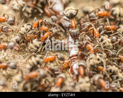 Schwarm von Ameisen Essen Riesen Tausendfüßler Makro Stockfoto