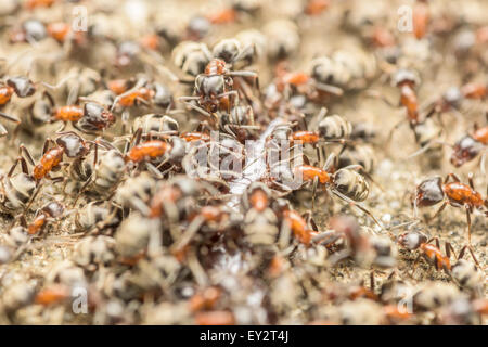 Schwarm von Ameisen Essen Riesen Tausendfüßler Makro Stockfoto