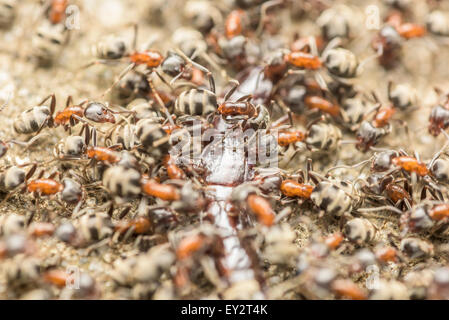 Schwarm von Ameisen Essen Riesen Tausendfüßler Makro Stockfoto