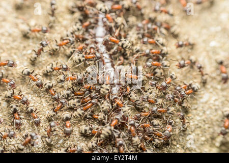 Schwarm von Ameisen Essen Riesen Tausendfüßler Makro Stockfoto