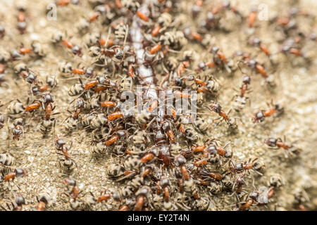 Schwarm von Ameisen Essen Riesen Tausendfüßler Makro Stockfoto