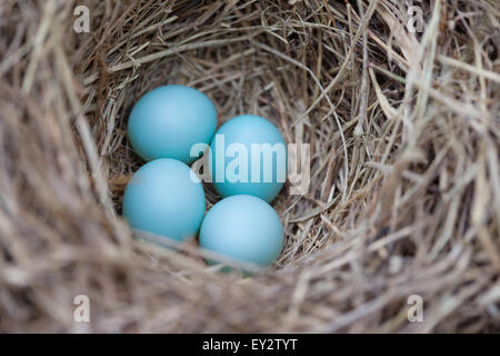 Östlichen Bluebird (Sialia Sialis) Nest mit 4 Eiern Stockfoto