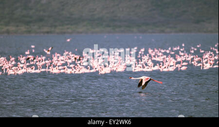 (150720)--LAKE BOGORIA, 20 Juli, 2015(Xinhua)--ein Flamingo fliegt über Lake Bogoria in Kenia, 18. Juli 2015. Lake Bogoria ist eine Kochsalzlösung und alkalischen See, der in Ost-Afrika-Great Rift Valley liegt. Nach der Regenzeit, Zehntausende Flamingos migrieren in der Umgebung des Sees, so dass es einen malerischen Blick auf rosa Farbe. (Xinhua/Tian Guangyu) Stockfoto