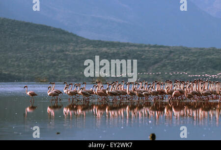 (150720)--LAKE BOGORIA, 20 Juli, 2015(Xinhua)--Flamingos sind in Lake Bogoria in Kenia, 19. Juli 2015 zu sehen. Lake Bogoria ist eine Kochsalzlösung und alkalischen See, der in Ost-Afrika-Great Rift Valley liegt. Nach der Regenzeit, Zehntausende Flamingos migrieren in der Umgebung des Sees, so dass es einen malerischen Blick auf rosa Farbe. (Xinhua/Tian Guangyu) Stockfoto
