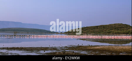 (150720)--LAKE BOGORIA, 20 Juli, 2015(Xinhua)--Scharen von Flamingos sind am seichten Wasser des Lake Bogoria in Kenia, 19. Juli 2015 gesehen. Lake Bogoria ist eine Kochsalzlösung und alkalischen See, der in Ost-Afrika-Great Rift Valley liegt. Nach der Regenzeit, Zehntausende Flamingos migrieren in der Umgebung des Sees, so dass es einen malerischen Blick auf rosa Farbe. (Xinhua/Tian Guangyu) Stockfoto