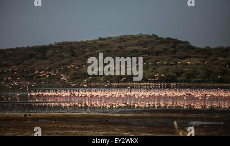 (150720)--LAKE BOGORIA, 20 Juli, 2015(Xinhua)--Scharen von Flamingos sind am seichten Wasser des Lake Bogoria in Kenia, 19. Juli 2015 gesehen. Lake Bogoria ist eine Kochsalzlösung und alkalischen See, der in Ost-Afrika-Great Rift Valley liegt. Nach der Regenzeit, Zehntausende Flamingos migrieren in der Umgebung des Sees, so dass es einen malerischen Blick auf rosa Farbe. (Xinhua/Tian Guangyu) Stockfoto