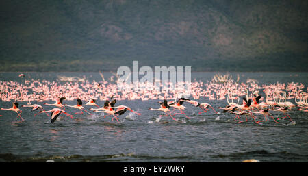 (150720)--LAKE BOGORIA, 20 Juli, 2015(Xinhua)--Flamingos am Lake Bogoria in Kenia, 18. Juli 2015 fliegen versuchen. Lake Bogoria ist eine Kochsalzlösung und alkalischen See, der in Ost-Afrika-Great Rift Valley liegt. Nach der Regenzeit, Zehntausende Flamingos migrieren in der Umgebung des Sees, so dass es einen malerischen Blick auf rosa Farbe. (Xinhua/Tian Guangyu) Stockfoto