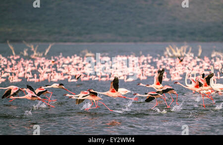 (150720)--LAKE BOGORIA, 20 Juli, 2015(Xinhua)--Flamingos am Lake Bogoria in Kenia, 18. Juli 2015 fliegen versuchen. Lake Bogoria ist eine Kochsalzlösung und alkalischen See, der in Ost-Afrika-Great Rift Valley liegt. Nach der Regenzeit, Zehntausende Flamingos migrieren in der Umgebung des Sees, so dass es einen malerischen Blick auf rosa Farbe. (Xinhua/Tian Guangyu) Stockfoto
