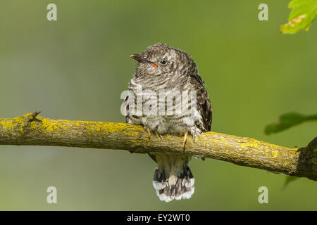 Eine juvenile Kuckuck warten auf neue Eltern um es zu füttern ist. Stockfoto