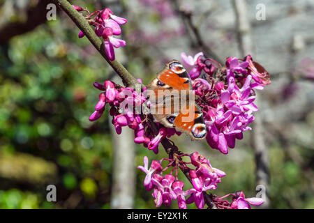 Pfauenschmetterling (Aglais io) auf Judas-Baumzweigen (Cercis siliquastrum) in blühender Nahaufnahme im Garten der Abtei von Buckland Stockfoto