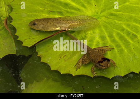 Amerikanischer Bullfrosch (Lithobates catesbeianus), Kaulquappen in zwei Stufen, Washington, District of Columbia Stockfoto