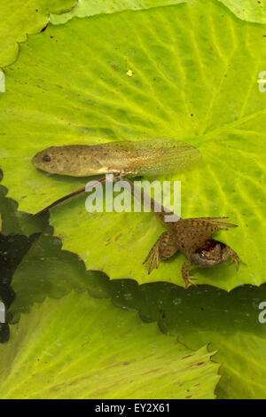 Amerikanischer Ochsenfrosch (Lithobates Catesbeianus), heimisch in Nordamerika, (Rana Catesbiena), Washington, District Of Columbia, o Stockfoto