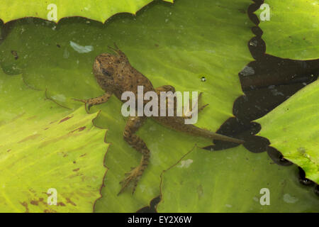 Amerikanischer Ochsenfrosch (Lithobates Catesbeianus), heimisch in Nordamerika, (Rana Catesbiena), Washington, District Of Columbia, o Stockfoto
