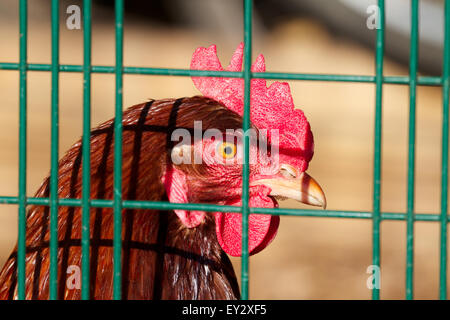 Hyliner Hybrid Huhn hinter Schloss und Riegel der Voliere. UK Stockfoto