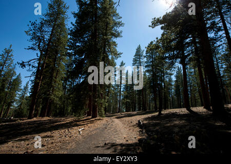 Apfelwein-Kegel-Wanderweg, Lassen Volcanic Nationalpark, Kalifornien, Vereinigte Staaten von Amerika Stockfoto