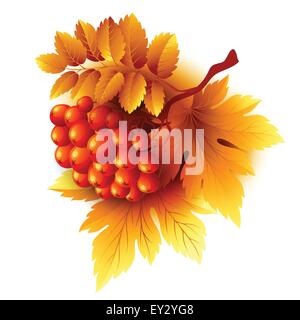 Rowan Zweige mit orange Blätter und Beeren. Herbst-Vektor-illustration Stock Vektor