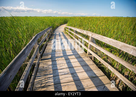 Holzbrett Spaziergang am Punkt-Naturschutzgebiet Pelee, Ontario, Kanada Stockfoto