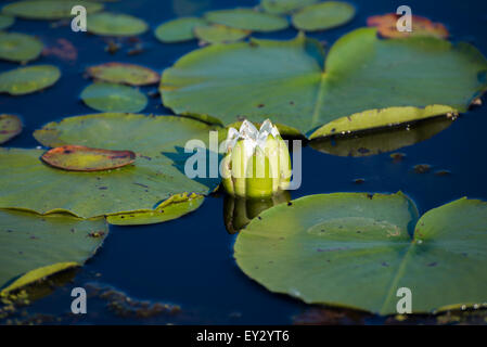 Detail der Lotusblume und Seerosen auf dem Wasser Stockfoto