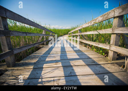 Holzbrett Spaziergang am Punkt-Naturschutzgebiet Pelee, Ontario, Kanada Stockfoto