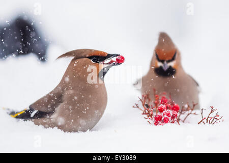 Böhmische Seidenschwanz (Bombycilla Garrulus) Stockfoto