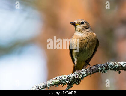 Weiblicher Gartenrotschwanz (Phoenicurus Phoenicurus) Stockfoto