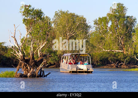 Touristenboot Kreuzfahrt am gelben Wasser Billabong mit einem White-bellied Seeadler in der Baumkrone Stockfoto