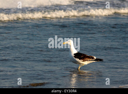 Kelp Gull am Strand von Whangamata, Coromandel Peninsula, Neuseeland Stockfoto