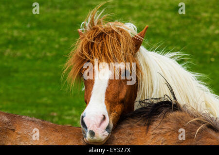 Pferde auf der Weide. Island Stockfoto