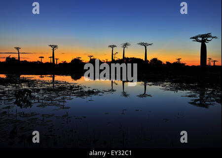 Avenue oder Allee der Baobabs in Madagaskar. Stockfoto