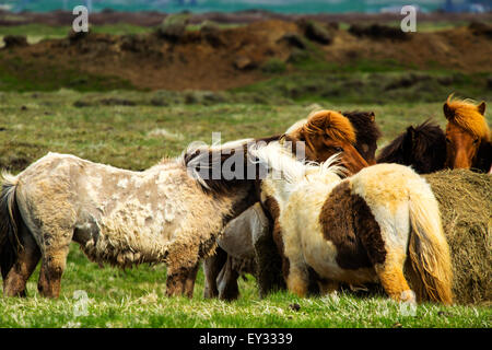 Pferde auf der Weide ernähren sich von Heuballen. Island Stockfoto