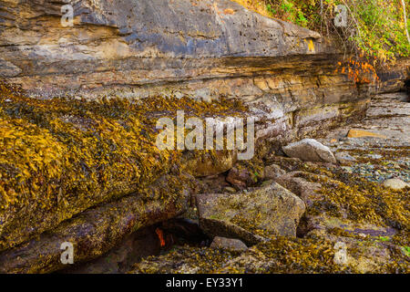 Inter-gezeitenzone an einem Strand der Insel in der Nähe von Nanaimo, Vancouver Island, Kanada Stockfoto