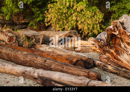 Treibholz am Strand von Schutz-Insel, Britisch-Kolumbien, Kanada Stockfoto