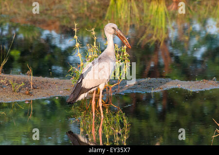 Openbill Storch (Anastomus Oscitans) Stockfoto